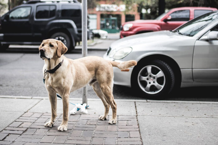 Berlin Hund Besuch kommen Berlin Hund Besuch kommen